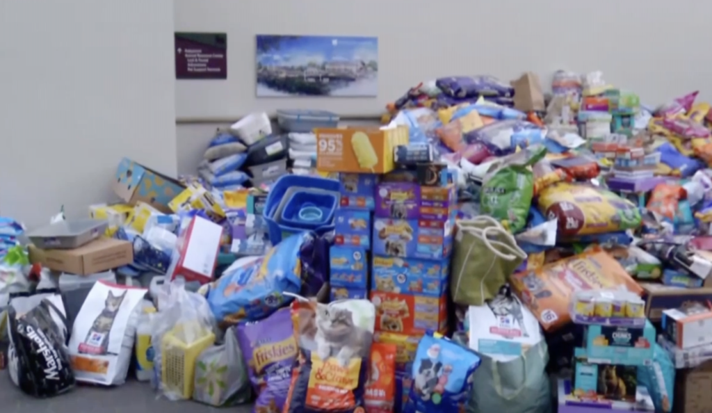 refugio para perrros