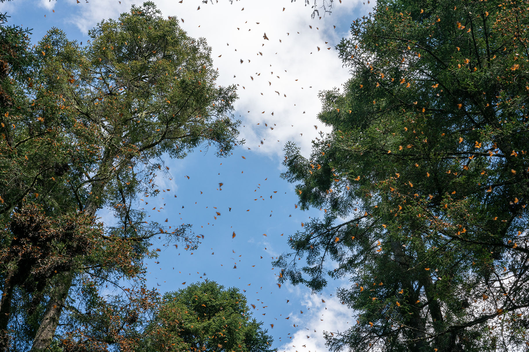 Mariposas Monarca, Michoacan, México - Santuario